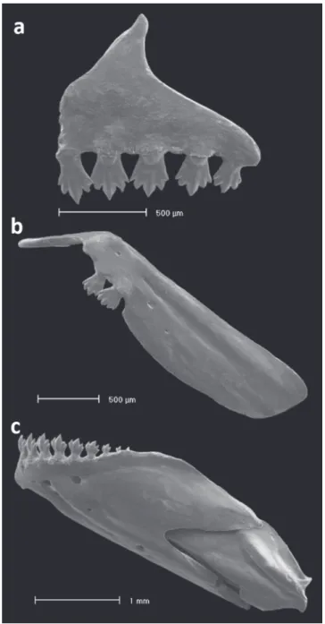 Fig. 2. Dentition of Odontostilbe weitzmani, paratype MCP  20337 male: (a) left side premaxilla, (b) maxilla, and (c)  dentary, lateral view