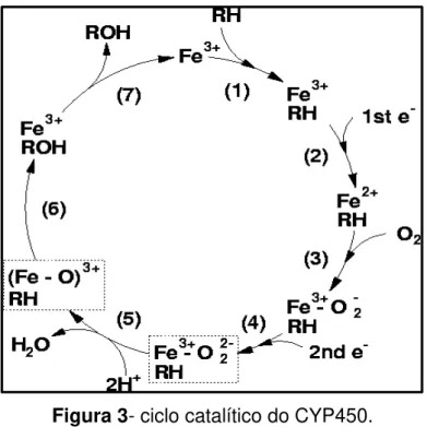 Figura 3- ciclo catalítico do CYP450.  