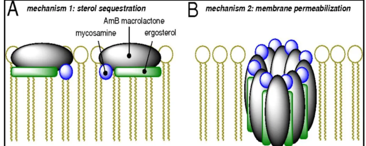 Figura 6- Mecanismo de ação da Anfotericina B, mostrando a interação da droga  com o ergosterol (A), e os poros formados na membrana (B) e consequentemente  a perda de sua seletividade com influxo de íons