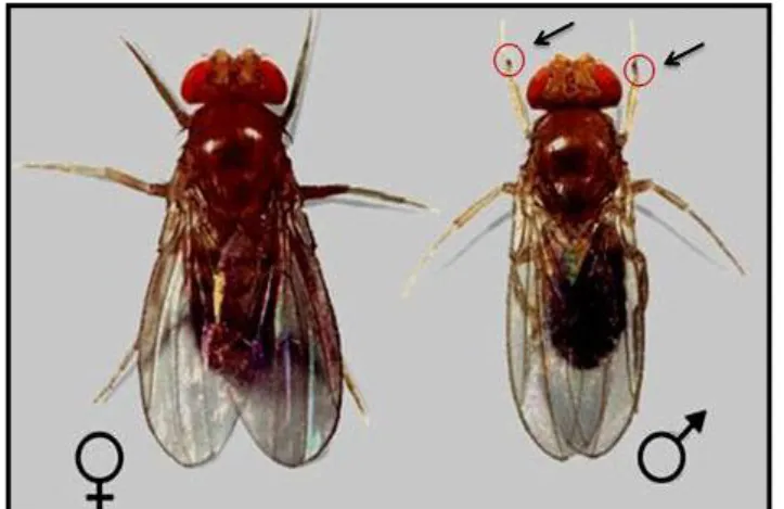 Figura 9- Casal de  Drosophila melanogaster, à esquerda a fêmea, que é maior e  não  apresenta  pente  sexual  e  à  direita  o  macho,  que  é  menor  e  apresenta  o  abdome mais segmentado e pente sexual (indicado pela seta)