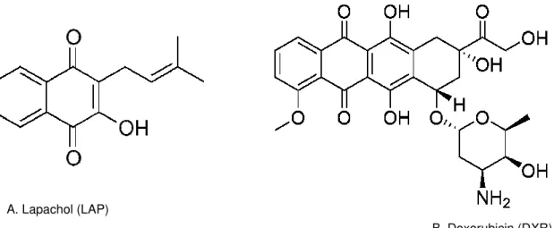 Figure 2. Tumours wts (arrows) find in severals parts of the body of Drosophila. 