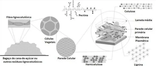 Figura 1. Estrutura da parede celular vegetal. Extraído e adaptado de SIQUEIRA &amp; FERREIRA  FILHO (2010)