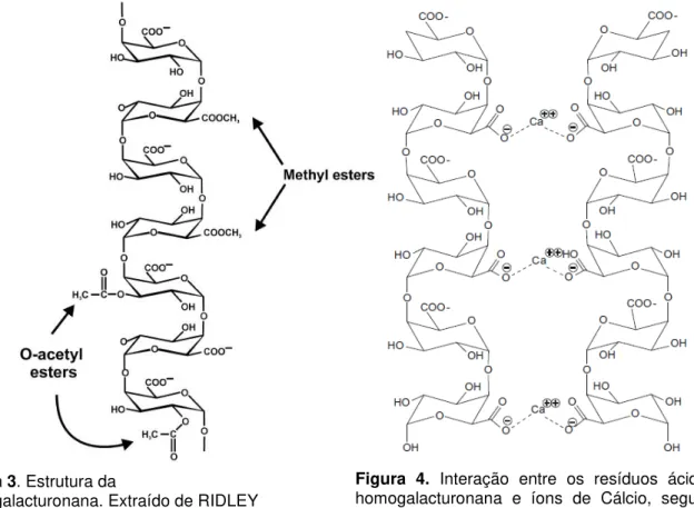 Figura  4.  Interação  entre  os  resíduos  ácidos  da  homogalacturonana  e  íons  de  Cálcio,  segundo  o  modelo de  “ caixa de ovos ” 