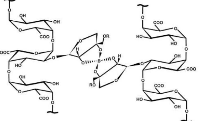 Figura 5. Esquema das pontes de borato estabelecidas entre os resíduos de apiosil de cadeias  diferentes de ramnogalacturonana II