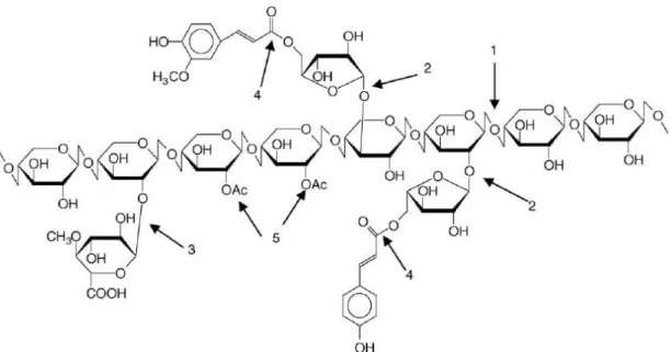 Figura  8.  Enzimas  envolvidas  na  degradação  da  xilana.  1:  endoxilanase  ;  2:  α -L- -L-arabinofuranosidase  ;  3:  α -glicuronidase  ;  4:  feruloil  e  cumaroil-esterases  ;  5:  acetil-xilana  esterase