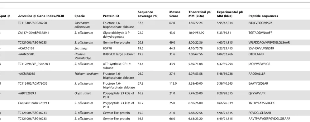 Table 1. Cultivar RB867515 sugarcane leaf proteins differentially expressed between water-treated and salt-treated plants.