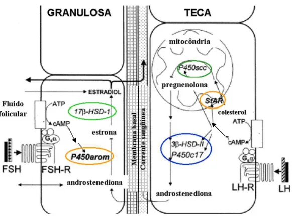 Figura 1. Representação esquemática das principais ações do FSH e do LH na regulação da  esteroidogênese gonadal, durante a fase folicular do ciclo menstrual