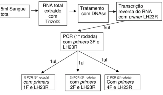 Figura 5. Representação esquemática do protocolo utilizado na semi-nested  RT-PCR para  amplificação do mRNA LHB de leucócitos de sangue periférico humano