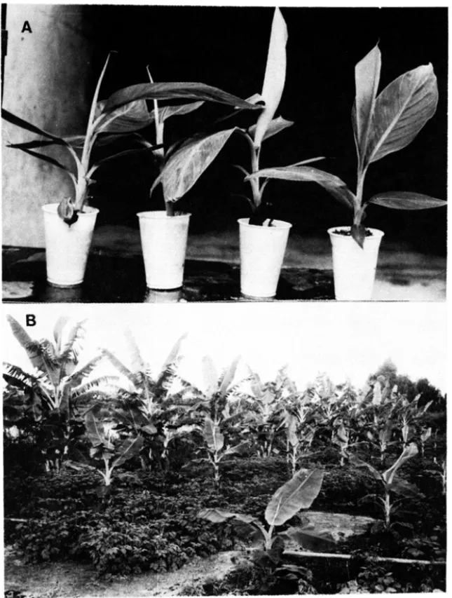 FIGURA 2 - Estabelecimento de plantas oriundas de cultivo in vitro de ápices vegetativos  de  bananeira  &#34;Prata&#34;