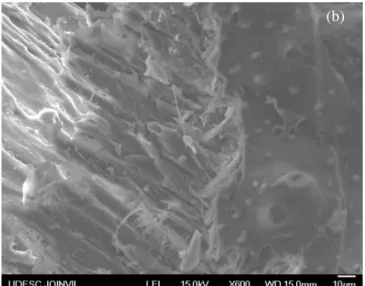 Figura 13 - Micrografia da casca de arroz calcinada a 600°C. 