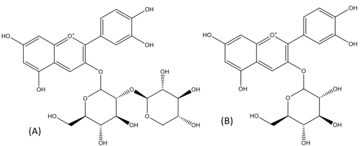 Figura 5 - Estruturas químicas da cianidina-3-O-sambubiósido (A) e da cianidina-3-O-glucósido (B)