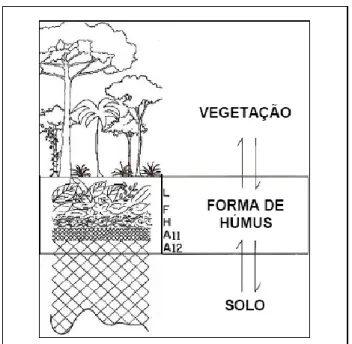 Figura 2 – Esquema representativo da interação vegetação/solo  Fonte: Kindel  et al . (2003)
