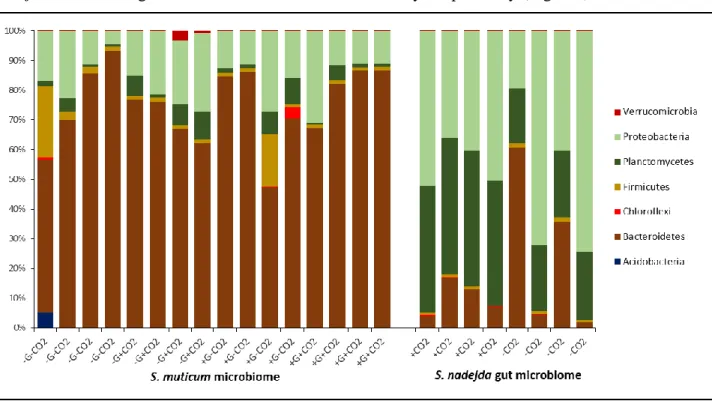 Figure  4.1  Relative  distribution  of  the  bacteria  phyla  associated  to  the  brown  seaweed  Sargassum  muticum, without (-G) and with (+G) Synisoma nadejda isopods, and to the gut of the isopod after  three weeks on a Sargassum muticum diet, under 