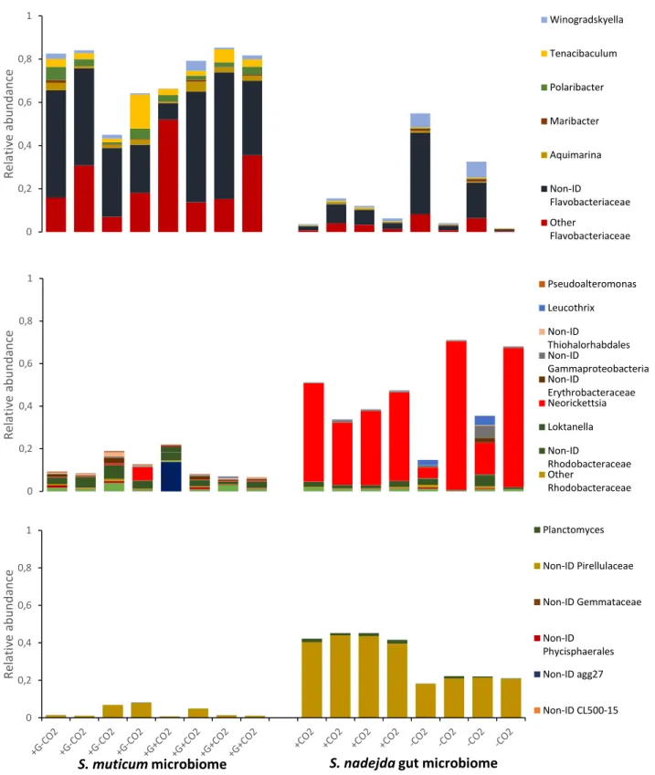 Figure 4.3 Relative abundance of the bacterial phyla Bacteroidetes (top),  Proteobacteria (middle),  and  Planctomycetes  (bottom)  associated  to  the  brown  seaweed  Sargassum  muticum  with  (+G)  Synisoma nadejda isopods present (left side), and the g