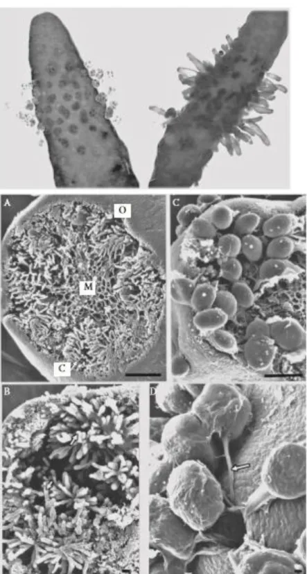 Figure 3  Sargassum  muticum  receptacles with  attached eggs  (top left) and multicellular germlings  (top  right)