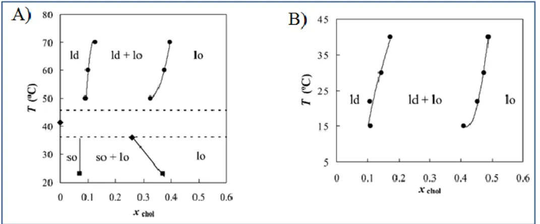 Figura  2.16  -  A)  Representação  esquemática  de  um  diagrama  de  fases  parcial  para  uma mistura lipídica binária de PSM/colesterol