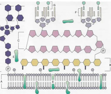 Figura  1.3.1-  Estrutura  de  uma  parede  celular  micobacteriana.  A-  membrana  plasmática,  B-  peptidoglicano,  C-  arabinogalactano,  D-  lipoarabinomanano,  E-  Proteínas  associadas  à  membrana  plasmática,  F-  ácidos  micólicos  e  G-  molécula