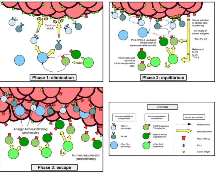 Figura  17.  Representação  da  teoria  imunomodeladora:  inicialmente,  a  imunovigilância  por  parte  dos  linfócitos T CD8+, T CD4+, e natural killer (NK), contrariam eficazmente a proliferação celular tumoral  (fase  de  eliminação)