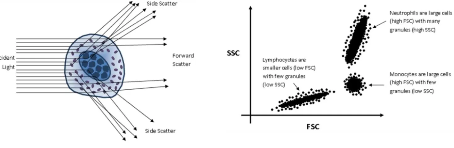 Figure  3.2.  Schematic  representation  of  flow  cytometry  process.  Cell  can  be  evaluated  by  forward  scatter (FSC), which is proportional to the cell surface area or size (A) and by side scatter (SSC) that is   proportional  to  the  degree  of  