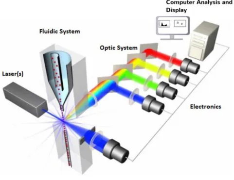 Figure 3.3. The principal components of a flow cytometer: The flow system includes the fluidics, optical system,  light  sensing,  electronic  system  and  the  signal  processing