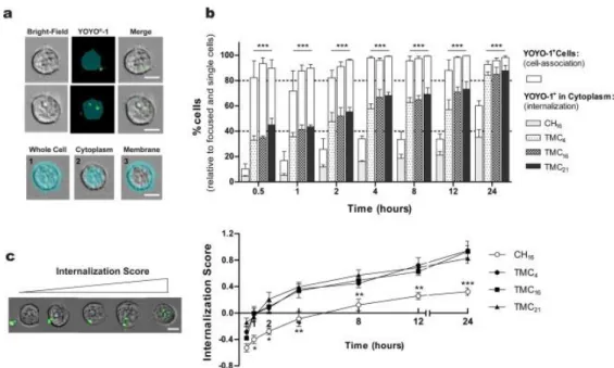 Fig.  3.  Evaluation  of  nanoparticle  internalization  kinetics.  (a)  Examples  of  images  captured  by  ImageStreamX in bright-field, YOYO®-1 (green) and their overlays (scale bars: 10 μm)