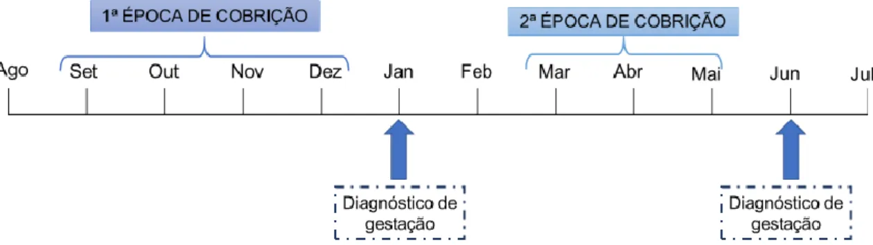 Figura 1 - Exemplo de um plano reprodutivo anual com 2 épocas de cobrição. Adaptado de Larson, 2016