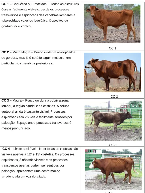 Tabela exemplo para a Classificação da Condição Corporal 