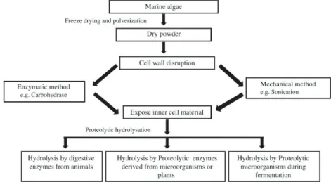 Figure 1.5. Proteolytic hydrolysation of seaweed biomass 