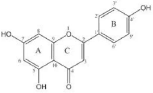 Figura 2- Estrutura química dos Flavonoides. Adaptado (Phenolic Compound Biochemistry, 2006)  Os  polifenóis  mais  frequentemente  encontrados  em  cerejas  são  o  ácido  clorogénico,  ácido  neoclorogénico,  epicatequina,  rutina,  catequina,  quercetin
