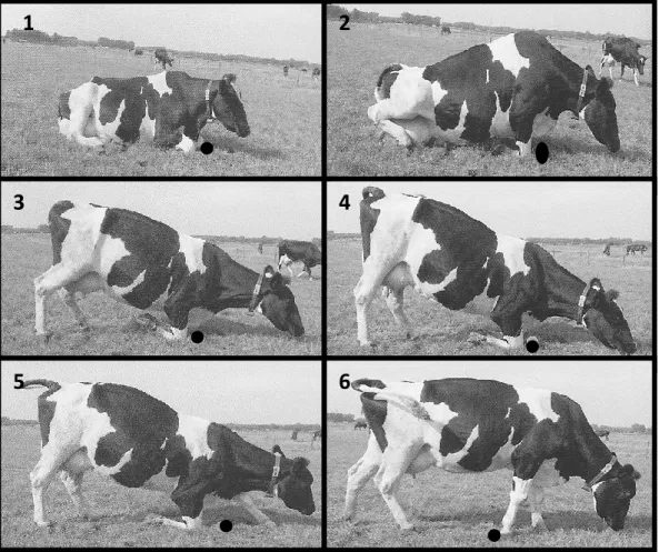 Figura 3- Movimento da vaca leiteira ao erguer-se (adaptado de Hulsen &amp; Rodenburg,  2010)