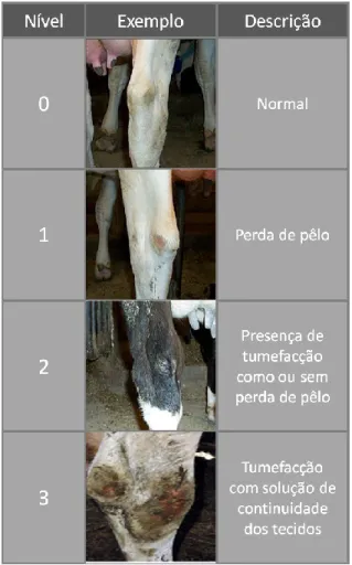 Figura 11- Tabela de classificação de lesões na região do tarso. (Adaptada das tabelas da Universidade  de Cornell (2006)e da Universidade do Minnesota (2002), e da tabela de Weary e Taszkun (2003))