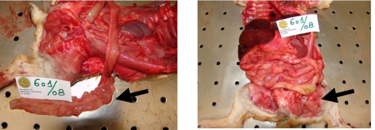 Figura 2 – Necrópsia de canídeo de raça indeterminada com parvovirose. De notar lesões  de enterite hemorrágica, atrofia das mucosas e necrose