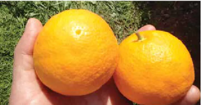 Figura 3 – Fruto mal colhido, com pedúnculo demasiado grande  (direita) e fruto perfurado (esquerda)
