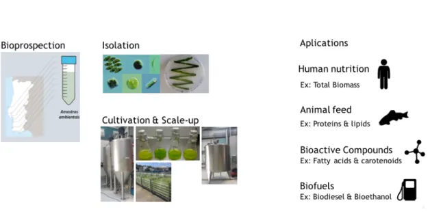 Figure  1.  Different  biotechnological  applications  from  marine  resources  obtained  by  bioprospecting, isolations and cultivation of the microalgae with economical interest