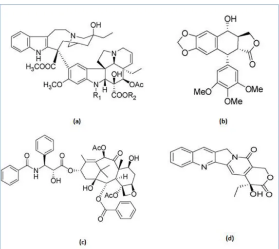 Figura  4:  Estrutura  base  dos  alcaloides  de  vinca  (a),  das  lignanas  epipodofilotoxinas  (b), do composto paclitaxel (c) e dos alcaloides derivados da camptotecina (d) (retirado  de Pan et al., 2009)