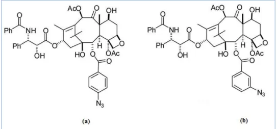 Figura  11:  Estrutura  de  um  análogo  do  paclitaxel  com  um  substituinte  p-azido  (a)  e  com um substituinte m-azido (b) no anel benzoílo do C-2 (adaptado de Kingston, 2007)