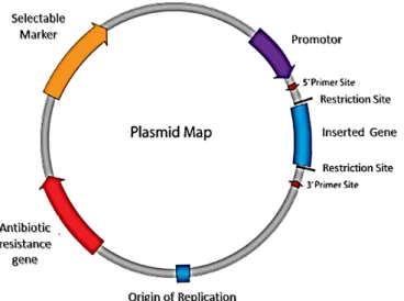 Figure 2: Illustration of a plasmid vector construction for DNA vaccination (adapted from Prazeres et al.,  2001)