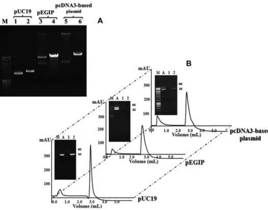 Figure 1. (A) Agarose gel elec- elec-trophoresis of each plasmid used and respective digestion