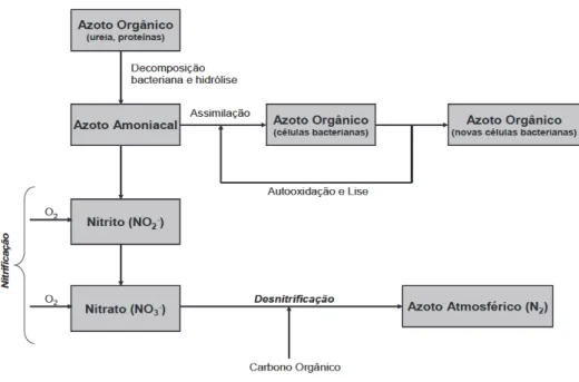 Figura 8 – Transformações do Azoto ao longo do processo biológico (Cerdeira, 2008) 