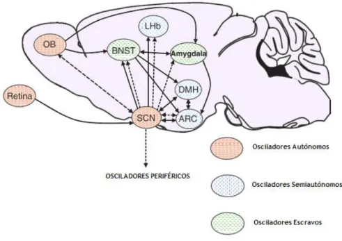 Figura 2. Representação de alguns osciladores circadianos no cérebro de mamíferos.   