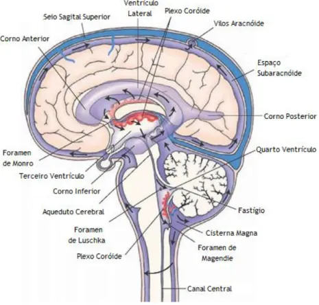 Figura 4. Localização dos plexos coróides (CPs) no sistema nervoso central humano.  