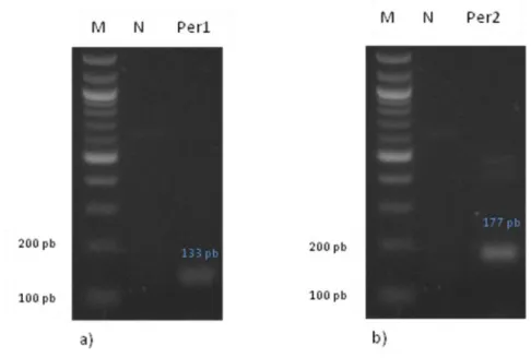 Figura 6. Expressão de mRNA dos genes da via do ritmo circadiano Per1 e Per2 em células epiteliais  do  plexo  coróide  (CPEC)  de  rato