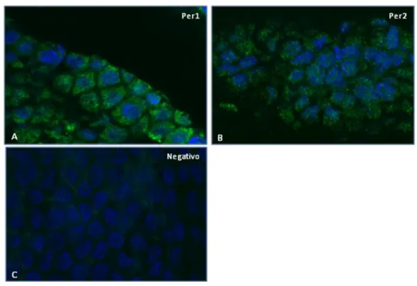 Figura 7. Imunofluorescência das proteínas PER1 e PER2 no plexo coróide (CP) de rato. As imagens  representam  os  CPs  de  rato  incubados  com  os  anticorpos  primário  para  o  Per1  (A)  e  Per2  (B),  e  posteriormente incubados com o anticorpo secun