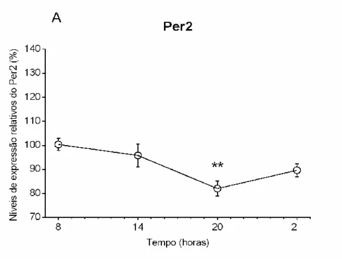 Figura 9. Variação da expressão do mRNA de Per2 em células epiteliais do plexo coróide (CPEC) de  rato  a  diferentes  horas