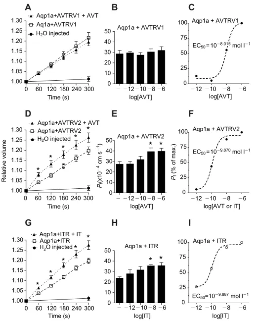 Fig. 5. Relative volume increase and P f of X. laevis oocytes co-injected with Aqp1a and AVTRV1 , Aqp1a and AVTRV2 , or Aqp1a and ITR mRNA, with or without stimulation with AVT or IT