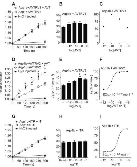 Fig. 6. Relative volume increase and P f of X. laevis oocytes co-injected with Aqp1b and AVTRV1 , Aqp1b and AVTRV2 , or Aqp1b and ITR mRNA, with or without stimulation with AVT or IT