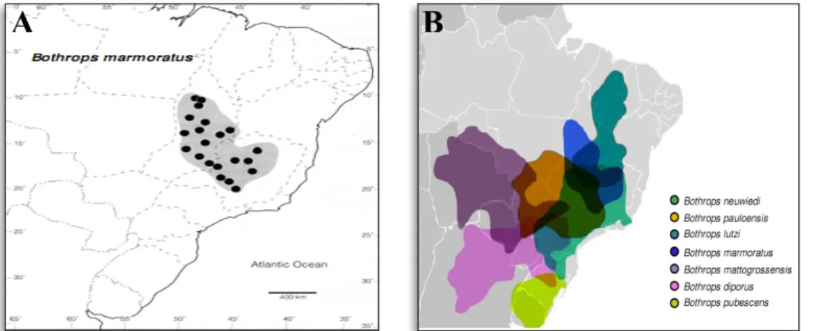 Figura   7|   Mapas   evidenciando   (A)      a   distribuição   geográfica   da   espécie   B