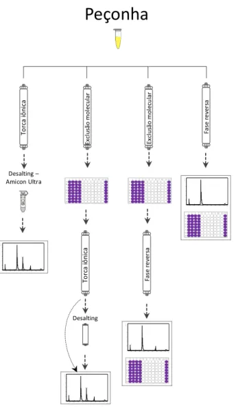 Figura    10|    Ilustração    esquemática    de    todas    as    etapas    testadas    inicialmente    na    purificação    da    fosfolipase    A2    de    Bothrops    marmoratus