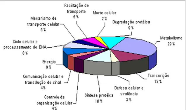 Figura 1: Principais categorias estabelecidas para os transcritos identificados pelo  Projeto Genoma Funcional e Diferencial de P