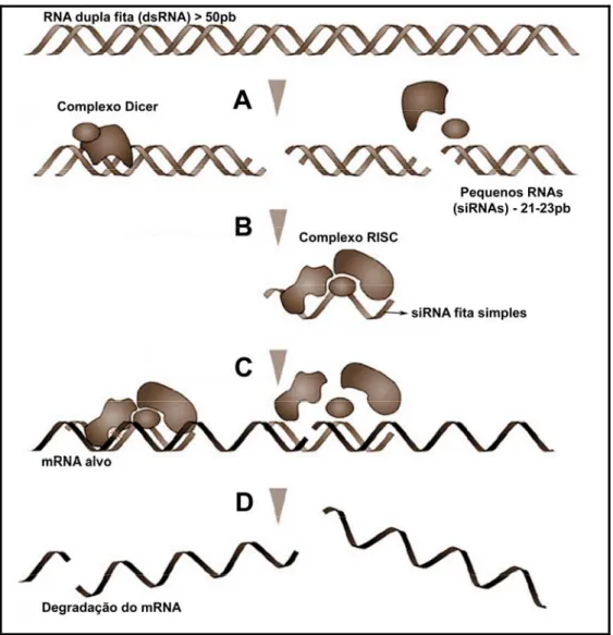 Figura 3: Mecanismo geral de silenciamento de RNA em fungos. (A) Ao entrar na célula,  moléculas de RNA dupla fita (dsRNA) (no caso de fungos estes RNAs são resultantes da  transcrição de um cassete de DNA em orientações opostas que in vivo toma a conforma